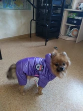 Coats Jumpsuits Overalls Yorkie-Clothing Puppy Dog-Jacket Pet-Dog Small Dogs Waterproof