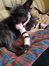 Pet-Puppy-Accessories Socks Hats Cat-Products Dogs-Knitted Small Chihuahua Little Winter