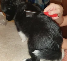 Dog-Comb Grooming-Tool Pet-Hair-Removal Dog Cleaning Shedding-Pin Stainless-Steel 