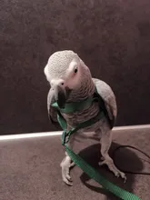 Arnés ajustable para pájaros y loros, correa de tracción, entrenamiento de mordida