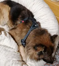 Vest Harness Pet-Dog No-Pull SUPREPET Nylon Adjustable for Large Medium