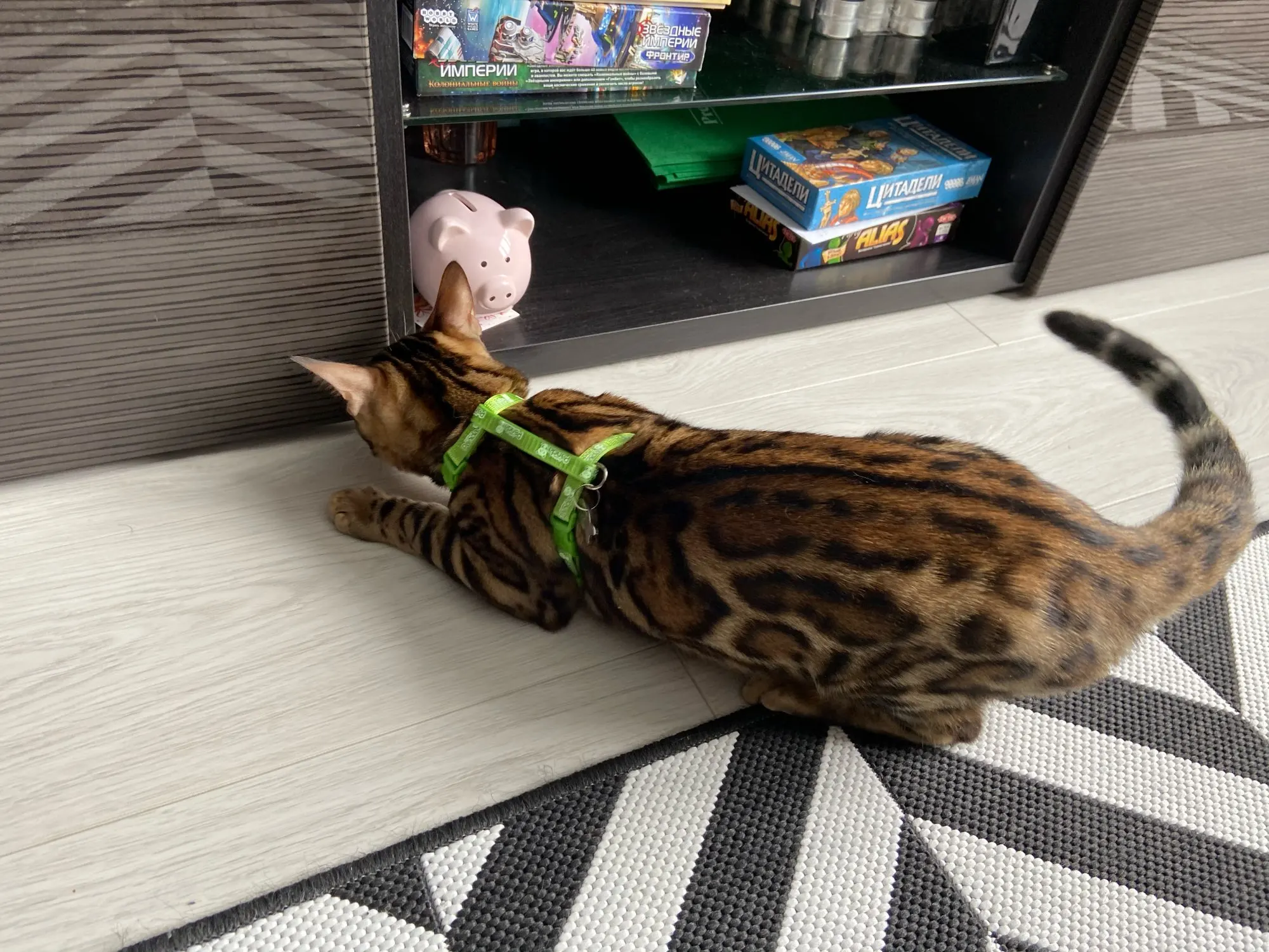 Kedi göğüs tasması