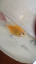 Soporte de ventosa para acuario, ventosa de plástico para tanque de peces, accesorio de tubo de línea aérea, 10 unids/lote