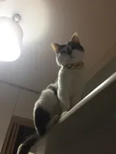 Necklace Pet-Accessories Photos-Props Cat-Chain Kitten Show-Off-Collar Gold Puppy Dogs