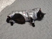 Ropa de invierno para perros pequeños, abrigo cálido para cachorros, chaqueta impermeable con capucha, monos para Chihuahua y Yorkie