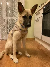 Leash-Set Harness-Leads Mesh Dogs Vest Puppy-Reflective Small-Dogs Kitten Nylon And 