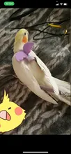 Leash-Set Training-Rope Parrot-Harness Cockatiel Birds Macaw Budgie Outdoor Flying And