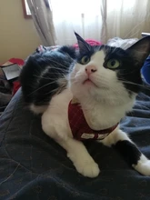 Perro pequeño conjunto de arnés y correa chaleco para gatos mascota Arnés con Bowknot acolchado de malla Pet pistas para pequeño cachorro perros Chihuahua Yorkie