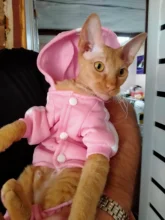 Cute Cat Sweater Hoodie Winter Warm Pet Clothes for Cats Sphinx Katten Clothing Outfit