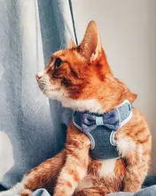 Breakaway Cat Collar Cute Bow Vests Cat Harness and Leash Cat Product Cat Accessories