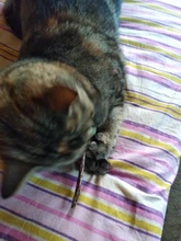 Cat-Toy Pet-Products Natural Catnip Gift Teeth Lollipop-Shape Pet-Molar Christmas New-Year