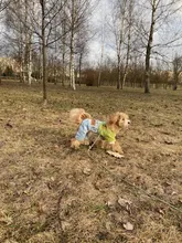 Jeans Clothing Jacket Coat Dog-Costume Puppy Dogs Small Denim Pet Medium for Chihuahua