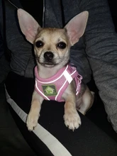 Nylon Mesh Puppy Cat Harnesses Vest Reflective Dog Harness and Leash Set for Chihuahua