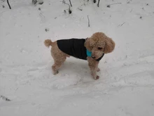 Coat Jacket Puppy-Vest Dogs Waterproof Winter Medium Pet-Dog Zipper Small Large Warm