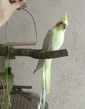 Natural Wooden Birds Perch Parrots Hanging Swing Cage Toys Stand Holder Pendant