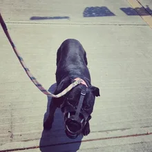 Bozal de silicona suave para perros pequeños, medianos, grandes y x-grandes, cesta transpirable, para mordeduras y ladridos