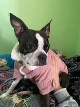 French Bulldog Small Dogs Pugs Winter For Chihuahua Outfit Pink Warm Clothing Roupa Pet-38s2