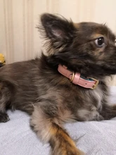 Dog-Collar Id-Plate Engraved Dogs Pitbull Custom Personalized Padded with Tag 2-Layers