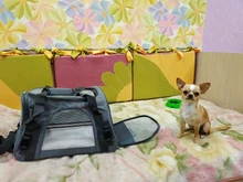 Pet-Backpack Carrier-Bag Transport Travel Airline-Approved Pet-Dog Cats Breathable 