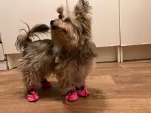 Dog-Shoes Socks Dogs Chihuahua Yorkie Snow Anti-Slip Small Winter Warm for Cats Thick