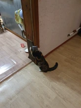 Massage-Comb Brush Self-Grooming-Brush Corner Cat Dogs/cats 