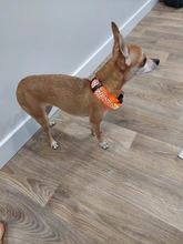 Neck-Belt Pet-Collar Led-Light Flashing Glowing Leopard Night-Safety Nylon Adjustable