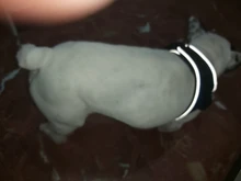 Arnés de perrito arneses de perro mascota reflectante para perros Bulldog francés Chihuahua ajustable perro de Seguridad entrenamiento chaleco para andar sin tirones
