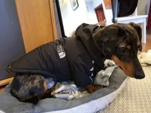 Jacket Clothing Puppy-Coat Dog-Face Dogs Reflective Waterproof Winter Apparel Small Medium