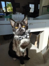 Small Dog Necklace Collar Puppy Party-Bandana Bulldog Chihuahua Bowknot Plaid Cotton