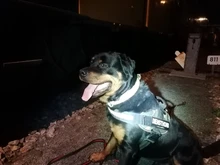 Bungee-Leash Collar German Shepherd Dogs Elastic Military Tactical Nylon for Large