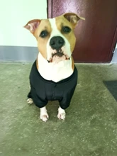 Dog-Coat Winter HOOPET for Dogs Clothing Warm Christmas Big