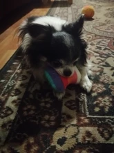 Dog Toys Plush Pet Dog Toys for Dogs Puppy Squeaker Sound Toy Jouet Chien Funny Fruit