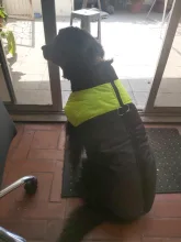 Jacket Pet-Vest Dog-Coat Labrador Warm Golden-Retriever Waterproof Winter Large Big 