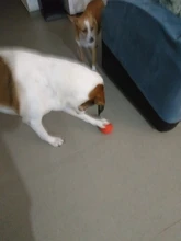 HOOPET Perro Pelota de Goma Juguete Mordedura-resistente Perros Pitbull Cachorro de Peluche Alimentos Para Mascotas