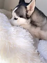 Saco de dormir en invierno para mascotas, caseta de lecho de gatos y perros supersuave, saco de dormir largo y afelpado para cachorros, esterilla portátil, tamaño de 46/50/60cm