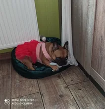 2019 New Pet Squeaky Funny Dogs Animal Shape Toys Gift Set Large Rabbit Honking for Dogs