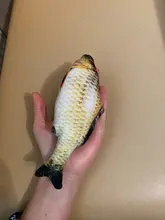 Cheap Pet Products Fish Toy Cat Scratch Board Scratching Post Catnip toys for Cat Pet