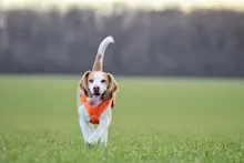 Truelove Pet Dog Harness Large Small For Pitbull Reflective Safety Harness For Dogs