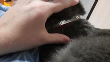 Collar Phone-Number Reflective Kitty Small Personalized Cat Engraved-Name Dogs Neckband