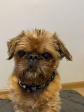 Collar de nailon para perro, personalizado con placa de etiqueta de identificación grabada para mascota, reflectante, perros pequeños, medianos y grandes