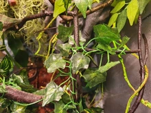 Vid Artificial reptil lagarto terrario decoración camaleones subir resto plantas hojas