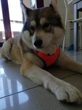 Vest Harnesses Pet-Accessories Husky Adjustable Breast-Band Reflective Large Dog 