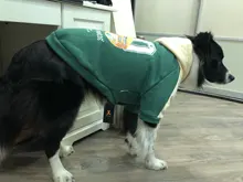 Jumpsuit Jacket Pet-Cloak Rain-Coat Labrador HOOPET Golden Retriever Waterproof Dogs