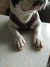 Arnés tipo chaleco sin tirones para perro, correa reflectante para perro pequeño y collar para terrier schnauzer Gato, suministros de entrenamiento para caminar, chihuahua