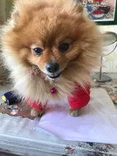 Collar de seguridad delicado para perros, correa de nailon, ajustable, a la moda, campana de camuflaje, gran oferta