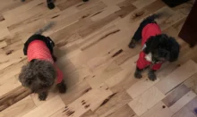 Coat Dogs-Clothing Dot-Pattern Winter Hooded Pet-Dogs New Xl To High-Quality