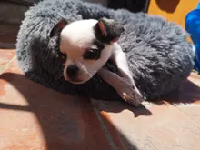 FortyLions-Cama larga de felpa para perros y gatos, cojín largo de felpa super suave y esponjoso para mascotas, cómoda para casa