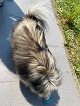 Cortadora de pelo para perros, afeitadora de pelo para mascotas (gato/perro/conejo), profesional, recargable e inalámbrica