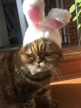 Bonito traje de Pascua con orejas para gatos y perros pequeños, Sombrero de conejo con orejas, accesorios para disfraces de mascotas, foto de cumpleaños