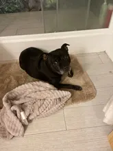 Bath-Brush Massage Decontamination-Shampoo Foot-Wash Beauty SUPREPET Pet-Cleaning Storage